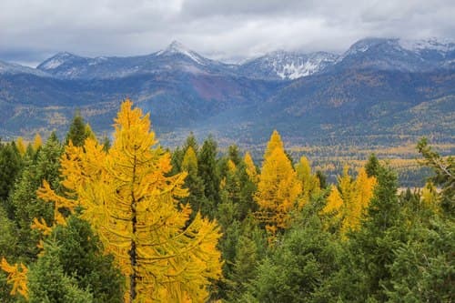 western larch