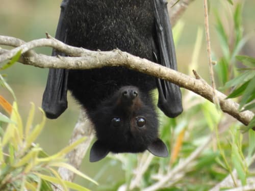 Black Flying-fox