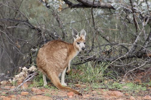 Common Wallaroo