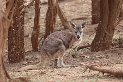 Common Wallaroo