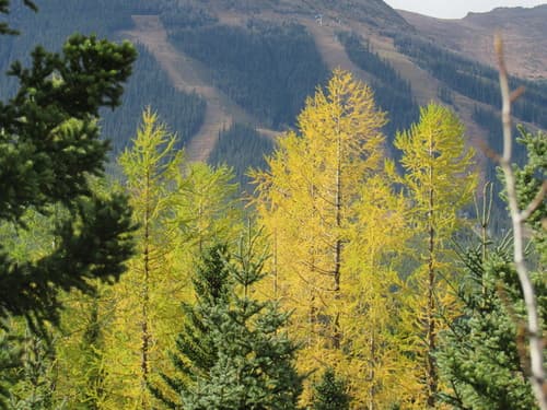 western larch
