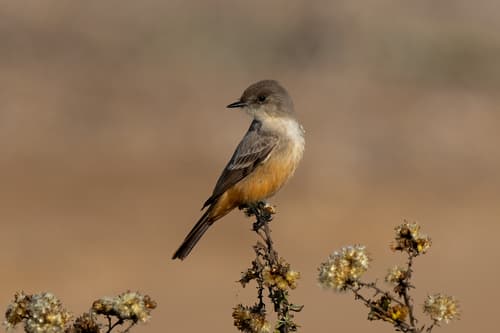 Say's Phoebe