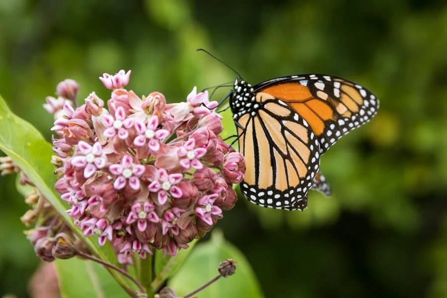 Plant a Butterfly Garden at Chisholm Park