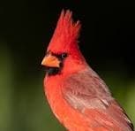 Northern Cardinal