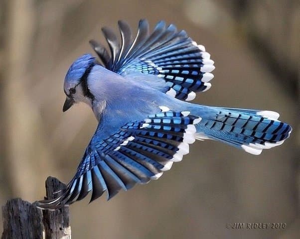 Blue Jay