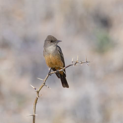 Say's Phoebe
